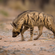 Illustration for article titled Wednesday Hyena - Hyaena hyaena Edition